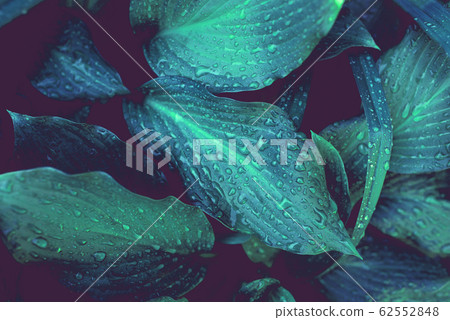 Green foliage with leaves glistening with raindrops. Green foliage with leaves glistening with raindrops. 62552848