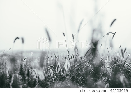 Fluffy bushes Timothy grass in the early spring morning under the bright and gentle sunrays. Selective focus macro shot with shallow DOF. Black and white 62553019