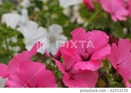 Hana Mallow flower Hana Mallow flower 62553270