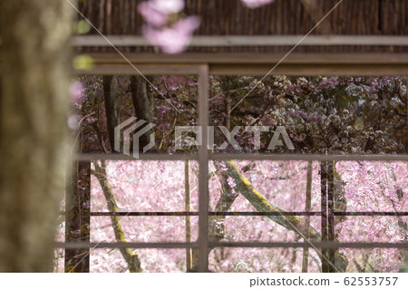 京都原aya 京都原aya 62553757