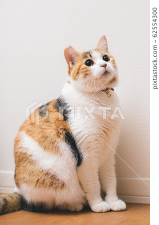 Calico sitting inside 62554300