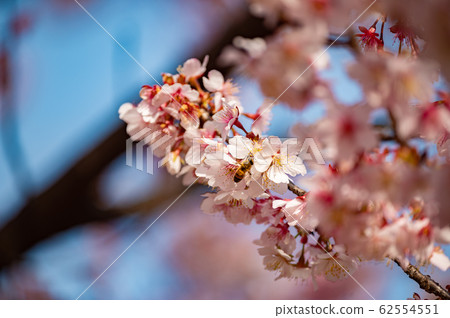 兼倉和蜜蜂 兼倉和蜜蜂 62554551
