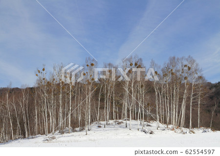 White birch forest in winter White birch forest in winter 62554597