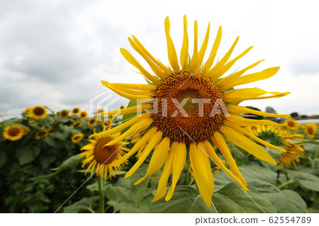 sunflower	 62554789