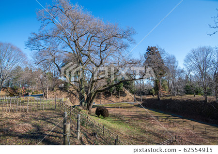 八g城堡遺跡Ed Higanzakura八g城堡公園 62554915