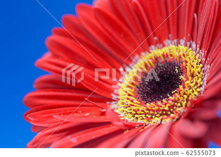 Gerbera flowers Gerbera flowers 62555073