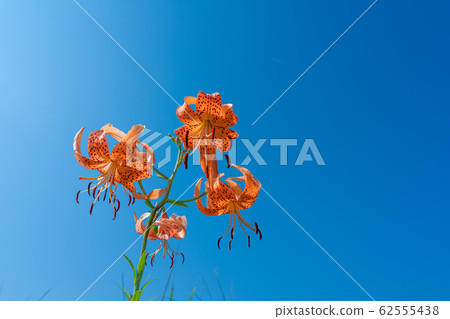 Blue sky and Kooni lily Blue sky and Kooni lily 62555438