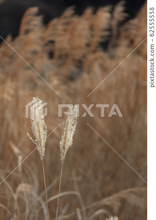 Susuki Susuki 62555558