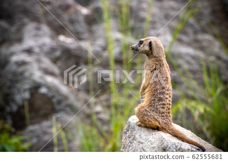 Meerkat的肖像 Meerkat的肖像 62555681