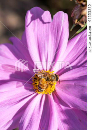 Cosmos field autumn image Cosmos field autumn image 62555820