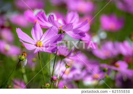 Cosmos field autumn image Cosmos field autumn image 62555838