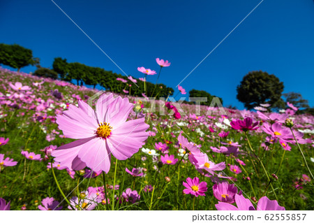 Cosmos field autumn image 62555857