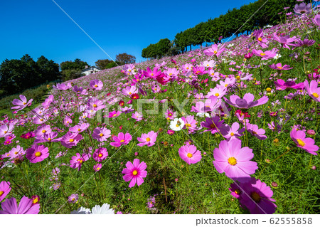 Cosmos field autumn image Cosmos field autumn image 62555858