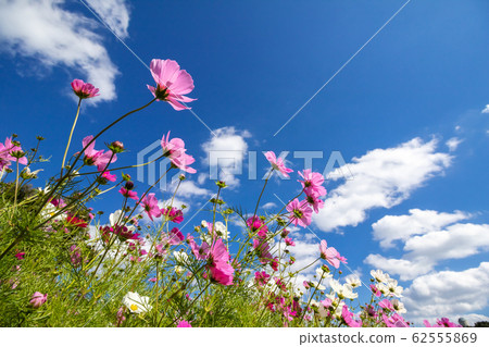 波斯菊領域秋天圖像 波斯菊領域秋天圖像 62555869