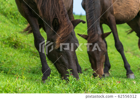 首都的Misakima 首都的Misakima 62556312