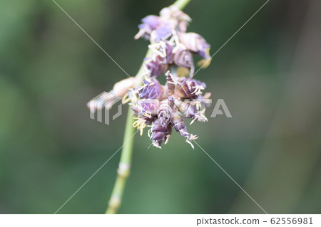 竹花 竹花 62556981