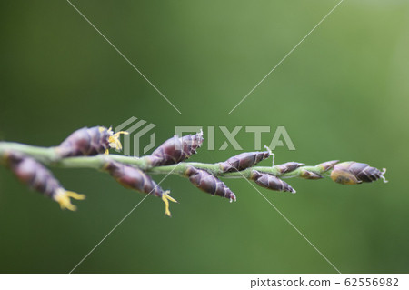 竹花 竹花 62556982