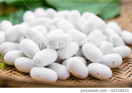 white silk cocoon 62558015