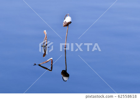 雪，海鮮，Neonje水庫，韓國全北金堤市 62558618