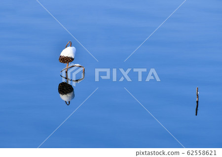 雪，海鮮，Neonje水庫，韓國全北金堤市 62558621