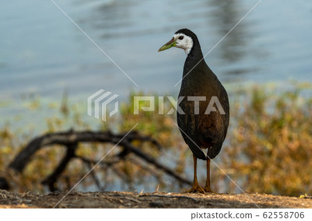 White-breasted waterhen, bird, birds 62558706