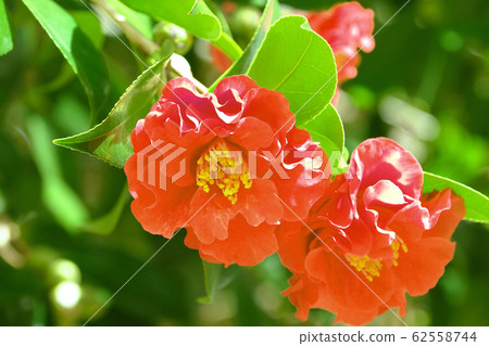 Beautiful camellia Beautiful camellia 62558744