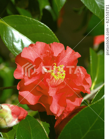 Beautiful camellia Beautiful camellia 62558781