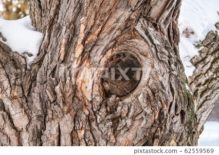The texture of the old maple bark The texture of the old maple bark 62559569