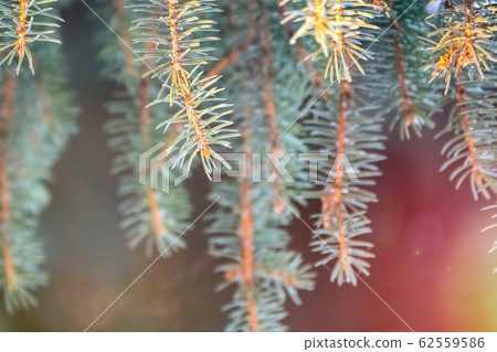 Fir branch with needles in the sunset light 62559586