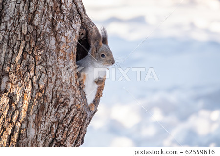 Squirrel in winter looking out of a hollow tree. 62559616