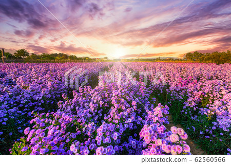 Beautiful of Landscape of Purple Lavender and Beautiful of Landscape of Purple Lavender and 62560566