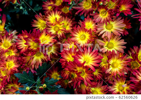 Beautiful Flowering Red, orange and yellow 62560626