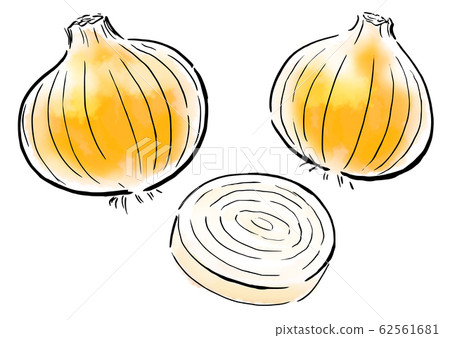 Food Illustration Vegetable Onion 62561681