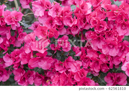 red azalea, gardening concept, bush of blooming red azalea, gardening concept, bush of blooming 62561810