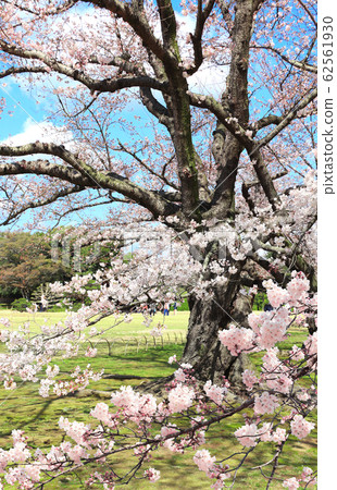 Sakura in Koishikawa Korakuen garden, Okayama, 62561930