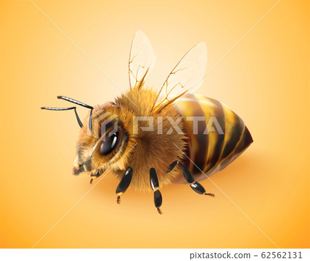 Honey bee