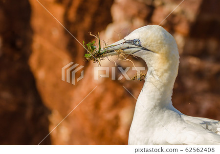 Northern Gannet With Nesting Material in Front of Steep Sandstone Rocks, Helgoland, Germany Northern Gannet With Nesting Material in Front of Steep Sandstone Rocks, Helgoland, Germany 62562408