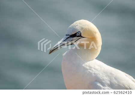 Northern Gannet (Morus bassanus) on the Island of Helgoland, North Sea, Germany Northern Gannet (Morus bassanus) on the Island of Helgoland, North Sea, Germany 62562410