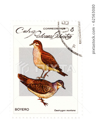 stamp bird stamp bird 62563080
