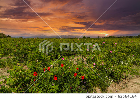 The famous rose fields in the Thracian Valley near Kazanlak Bulgaria 62564164