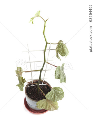 indoor plant 62564492