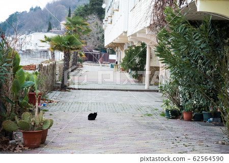 Deserted promenade of the resort. Winter in the South, off-season. 62564590