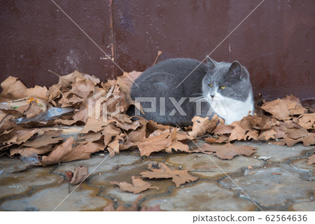 beautiful gray with white breast stray cat in autumn park sadly looks around the theme of homeless animals beautiful gray with white breast stray cat in autumn park sadly looks around the theme of homeless animals 62564636