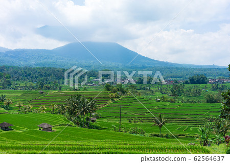 Jatirui's rice terrace Jatirui's rice terrace 62564637