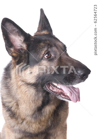 German shepherd German shepherd 62564723