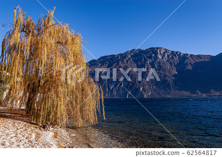 Lake Garda and Mount Baldo with weeping willow on the beach  62564817
