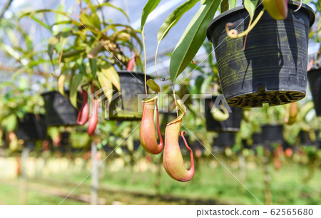 Nepenthes in pot hanging at green house Nepenthes in pot hanging at green house 62565680