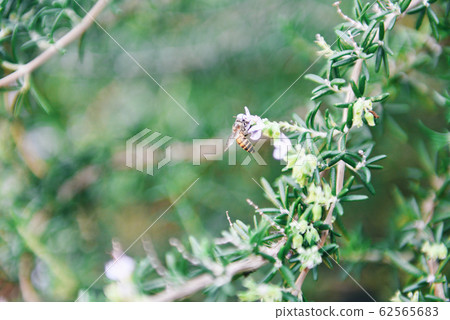Organic rosemary plant growing in the garden for 62565683