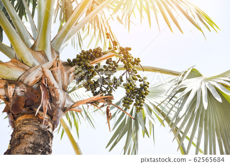 Palm fruit on tree in the garden on bright day and Palm fruit on tree in the garden on bright day and 62565684