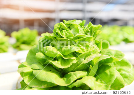 Green lettuce salad growing in the garden - 62565685